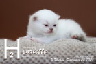 Henriette ist 3 Wochen alt ( 20.09.2020 )