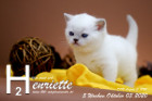Henriette ist 5 Wochen alt ( 03.10.2020 )