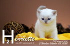 Henriette ist 5 Wochen alt ( 03.10.2020 )