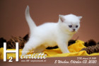 Henriette ist 5 Wochen alt ( 03.10.2020 )