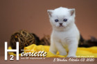 Henriette ist 5 Wochen alt ( 03.10.2020 )
