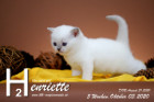 Henriette ist 5 Wochen alt ( 03.10.2020 )
