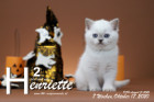 Henriette ist 7 Wochen alt ( 17.10.2020 )