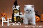 Henriette ist 7 Wochen alt ( 17.10.2020 )