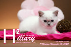Hillary ist 11 Wochen alt ( 15.11.2020 )