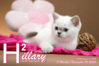 Hillary ist 11 Wochen alt ( 15.11.2020 )