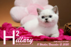 Hillary ist 11 Wochen alt ( 15.11.2020 )