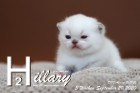 Hillary ist 3 Wochen alt ( 20.09.2020 )