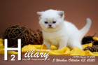 Hillary ist 5 Wochen alt ( 03.10.2020 )