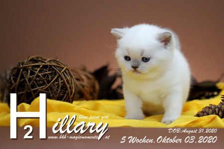 Hillary ist 5 Wochen alt ( 03.10.2020 )