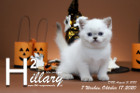 Hillary ist 7 Wochen alt ( 17.10.2020 )