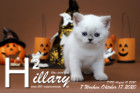 Hillary ist 7 Wochen alt ( 17.10.2020 )