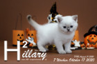 Hillary ist 7 Wochen alt ( 17.10.2020 )
