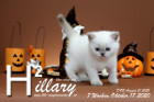 Hillary ist 7 Wochen alt ( 17.10.2020 )