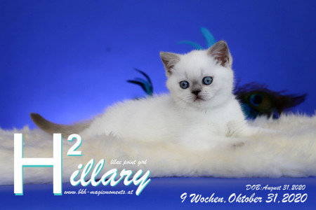 Hillary ist 9 Wochen alt ( 31.10.2020 )