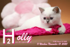 Holly ist 11 Wochen alt ( 15.11.2020 )