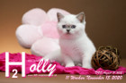 Holly ist 11 Wochen alt ( 15.11.2020 )