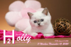 Holly ist 11 Wochen alt ( 15.11.2020 )