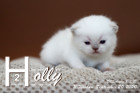 Holly ist 3 Wochen alt ( 20.09.2020 )