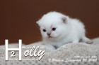 Holly ist 3 Wochen alt ( 20.09.2020 )