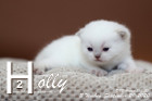 Holly ist 3 Wochen alt ( 20.09.2020 )