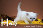 Holly ist 5 Wochen alt ( 03.10.2020 )