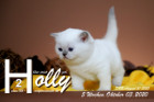 Holly ist 5 Wochen alt ( 03.10.2020 )