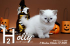 Holly ist 7 Wochen alt ( 17.10.2020 )