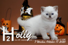 Holly ist 7 Wochen alt ( 17.10.2020 )