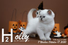 Holly ist 7 Wochen alt ( 17.10.2020 )