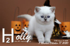 Holly ist 7 Wochen alt ( 17.10.2020 )