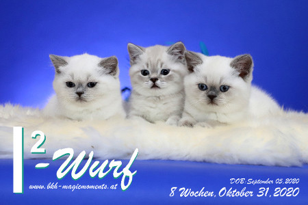 Unser I2-Wurf ist 8 Wochen alt ( 31.10.2020 )