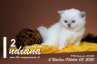 Indiana ist 4 Wochen alt ( 03.10.2020 )