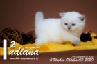 Indiana ist 4 Wochen alt ( 03.10.2020 )