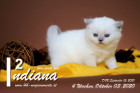 Indiana ist 4 Wochen alt ( 03.10.2020 )
