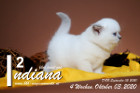 Indiana ist 4 Wochen alt ( 03.10.2020 )