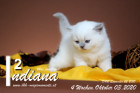 Indiana ist 4 Wochen alt ( 03.10.2020 )