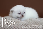 Ingo ist 2 Wochen alt ( 20.09.2020 )