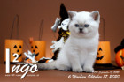 Ingo ist 6 Wochen alt ( 17.10.2020 )