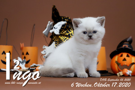 Ingo ist 6 Wochen alt ( 17.10.2020 )
