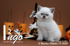 Ingo ist 6 Wochen alt ( 17.10.2020 )