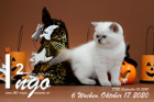 Ingo ist 6 Wochen alt ( 17.10.2020 )