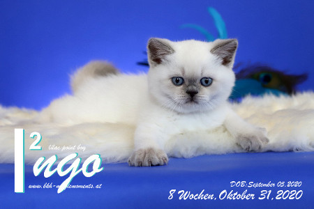 Ingo ist 8 Wochen alt ( 31.10.2020 )