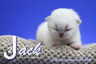 Jack ist 2 Wochen alt ( 30.01.2021 )