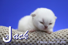 Jack ist 2 Wochen alt ( 30.01.2021 )