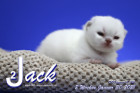 Jack ist 2 Wochen alt ( 30.01.2021 )