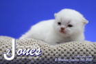 Jones ist 2 Wochen alt ( 30.01.2021 )