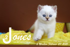 Jones ist 6 Wochen alt ( 27.02.2021 )