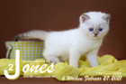 Jones ist 6 Wochen alt ( 27.02.2021 )