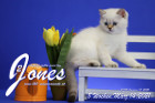 Jones ist 8 Wochen alt ( 14.03.2021 )